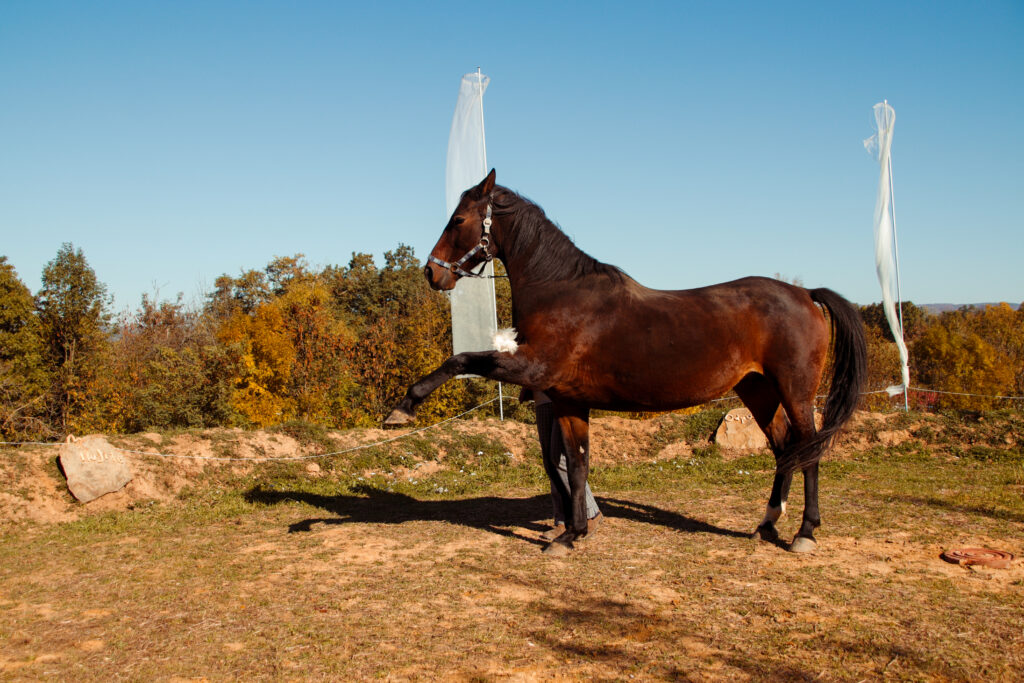 Kůň v pohybu na venkovní jízdárně, centrum Corazon, relaxace a jezdecké aktivity, přírodní prostředí, zdravý životní styl. Spanish walk equesterian dressage.