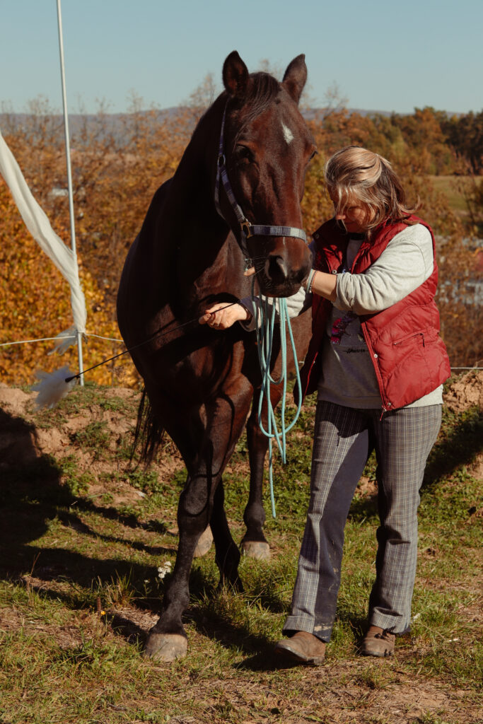 cross walk equesterian dressage horse
