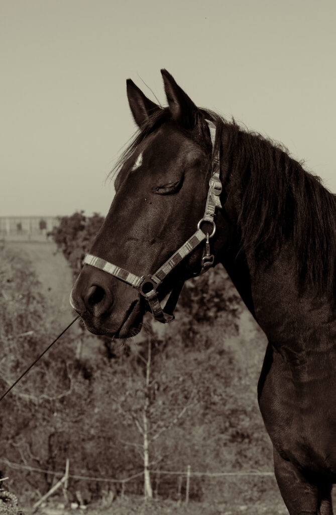Kůň s uzavřenýma očima na pastvě s přírodním pozadím.